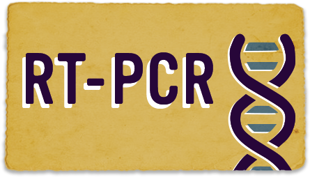 RT-PCR RT-PCR